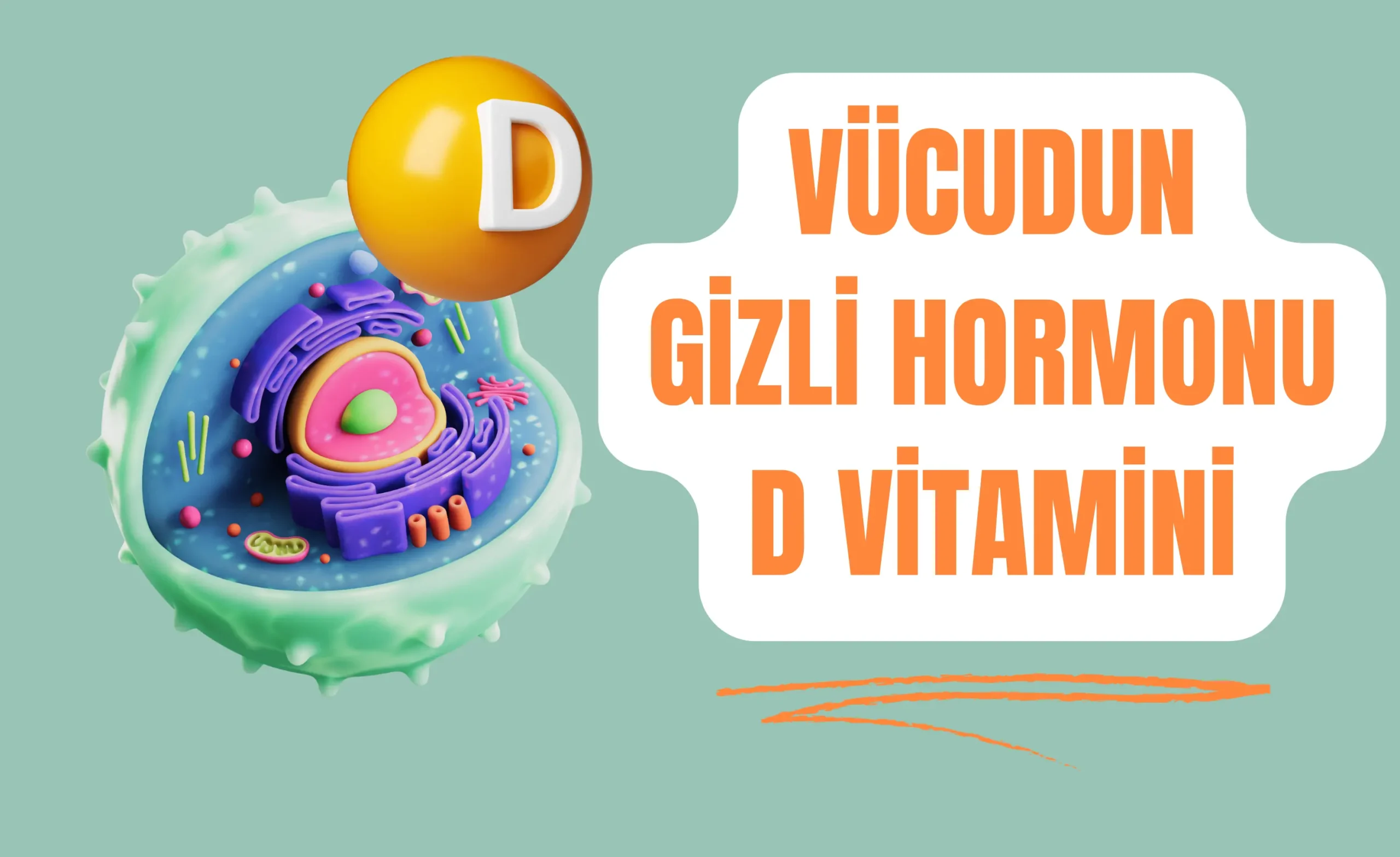 D VİTAMİNİ